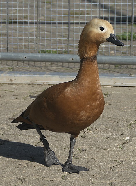 为主导